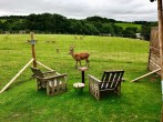 Deer and chairs Deer and chairs